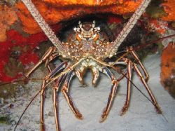 A large lobster in Cozumel w/ a nice cave to hid in. His ... by Eric Beckley 
